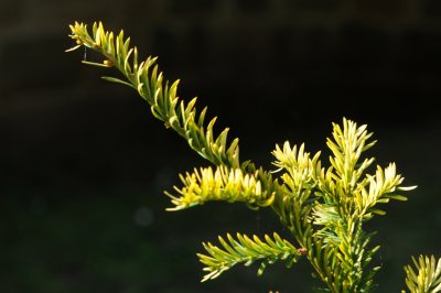 Taxus baccata 'Semperaurea' - tis červený - jehlice